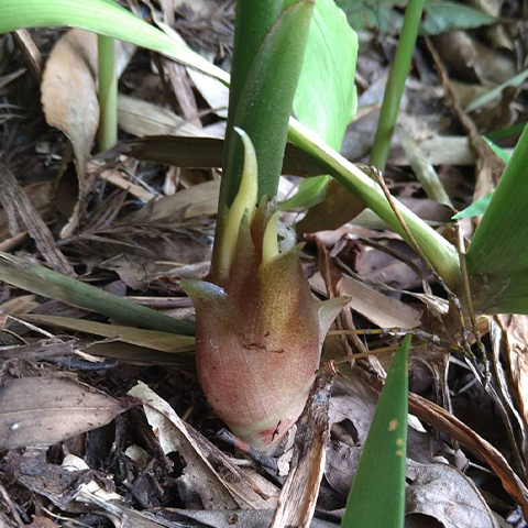 お家で作れる精進料理 茗荷のパスタ 梅肉風味 パスタが嫌ならうどんでもok 窓口de終活